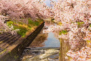 大和高田の千本桜